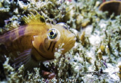 Speckled Klipfish - Hermanus, South Africa
Canon G16 by Andre Du Preez 